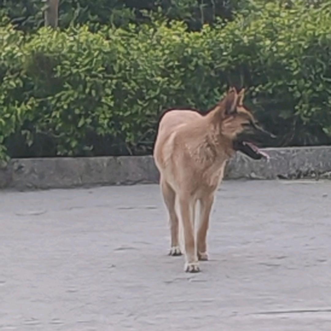 五福临门