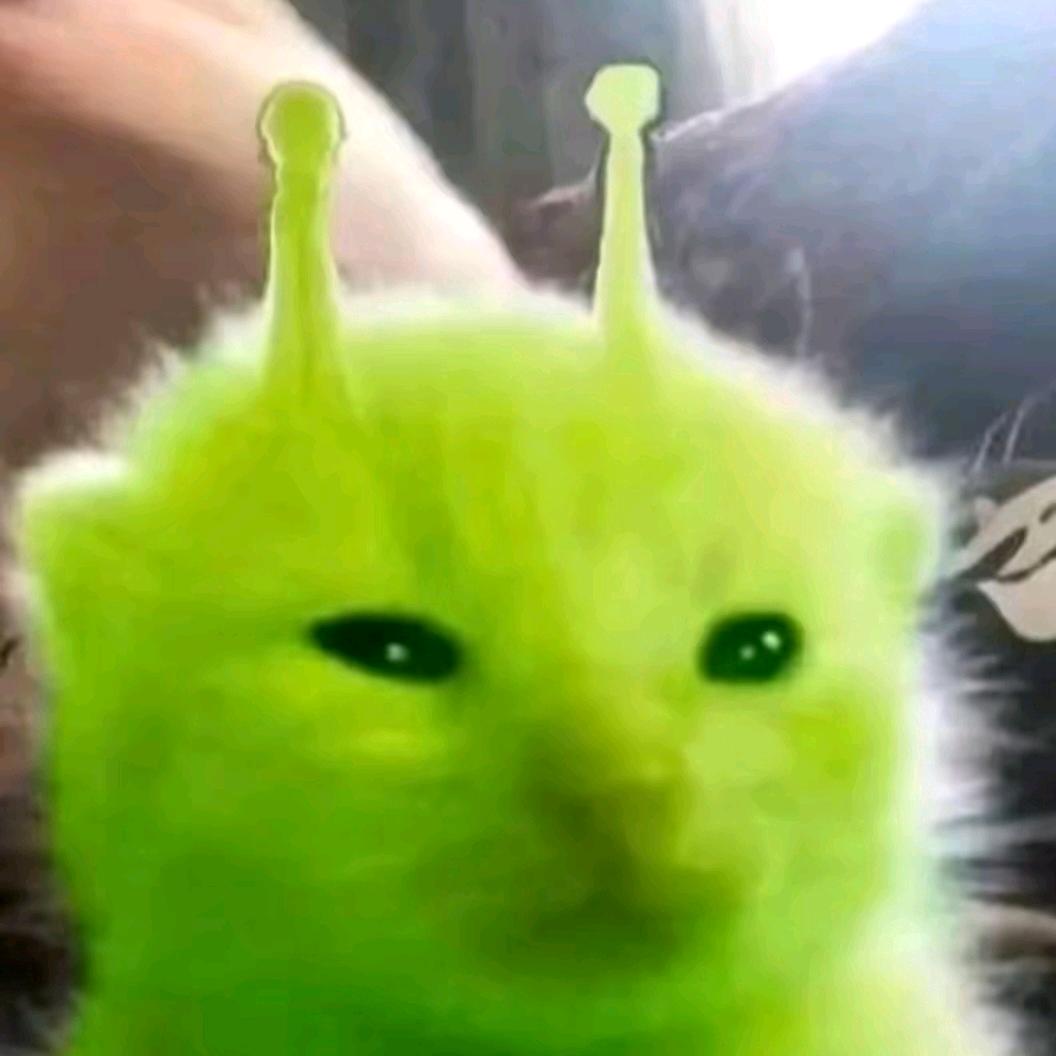 外星小猫（宁夏分猫）
