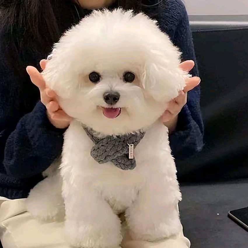 团子是比熊