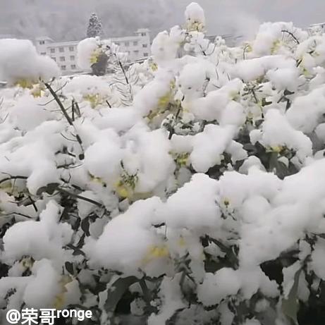 🌸开心就好🌸