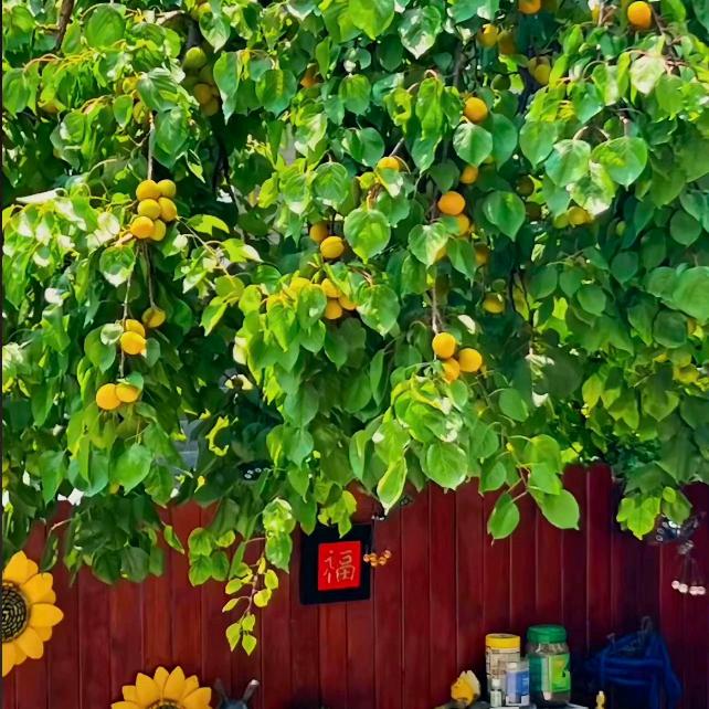 广平金樽陶瓷潇芳