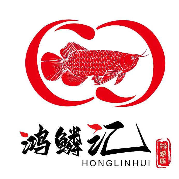 鸿鳞汇龙鱼-阿科