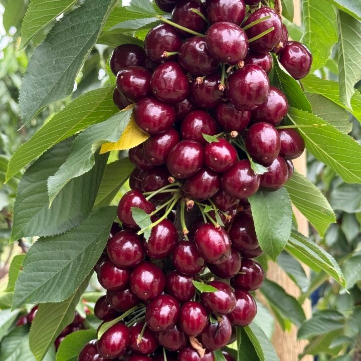 为全果树苗木专营店基地