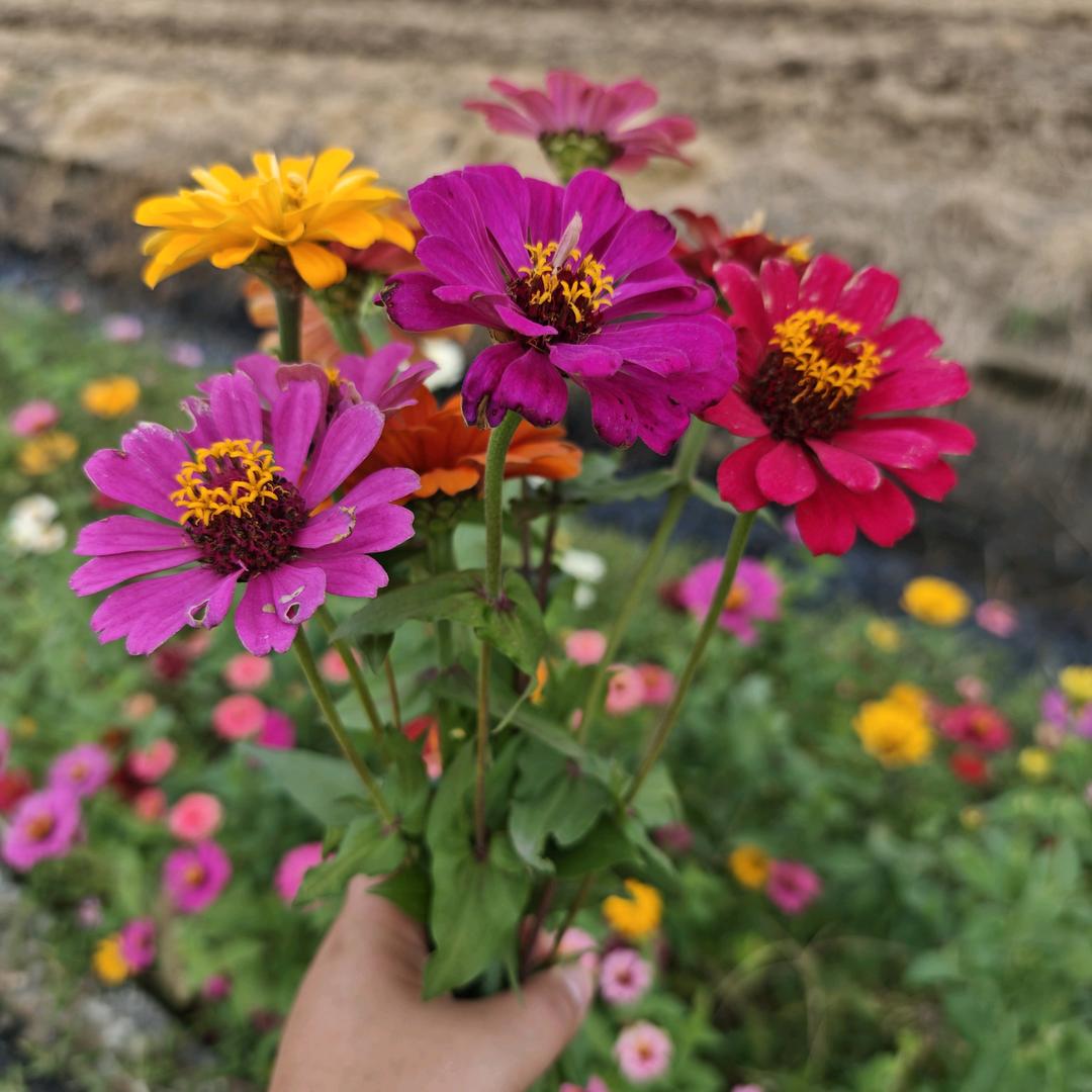 迎驾贡酒生态洞藏粮油批发部