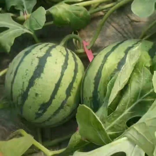 《大众果业》专业台农无籽美都西瓜🍉🍉