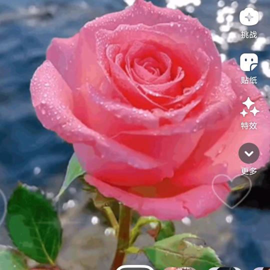 💞🎶🎵💝余生🌺🌺🌸有你