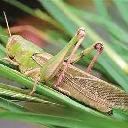 东北卖蚂蚱小伙