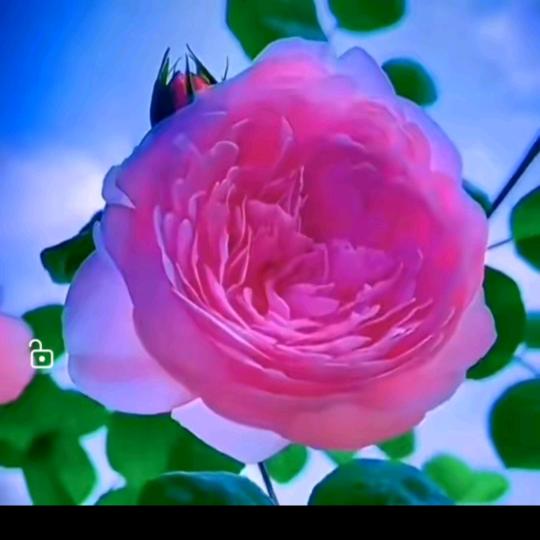 🌹🌹🌹🌹