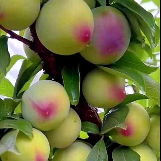 用户6778820860281拼博