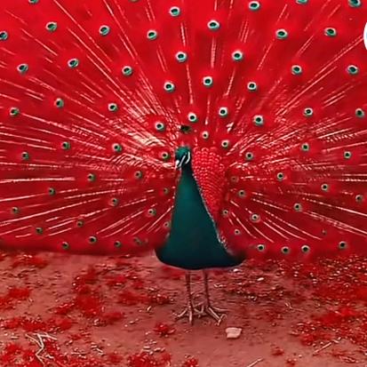 第⁹⁹个落日里🌤️