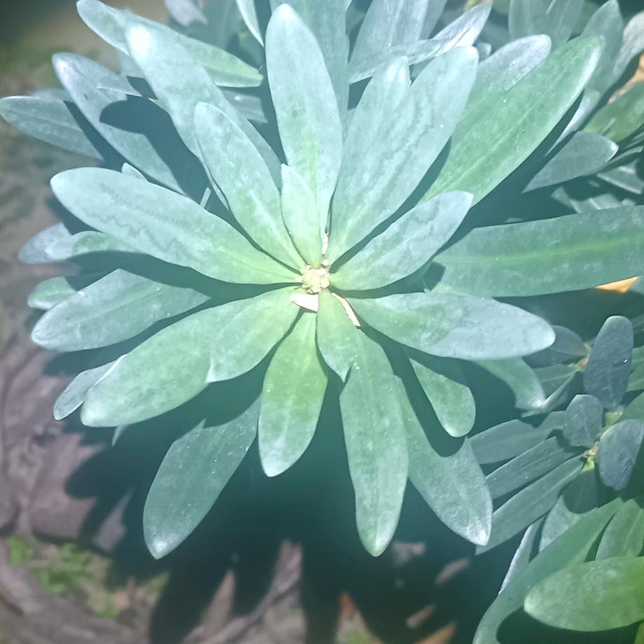 美丽大理