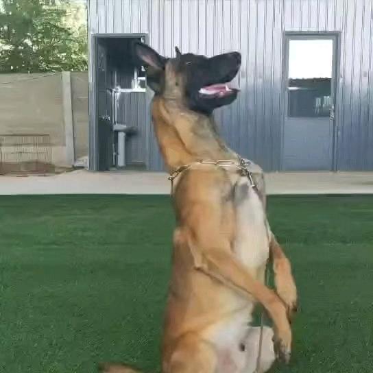 东德、马犬（精品幼犬）