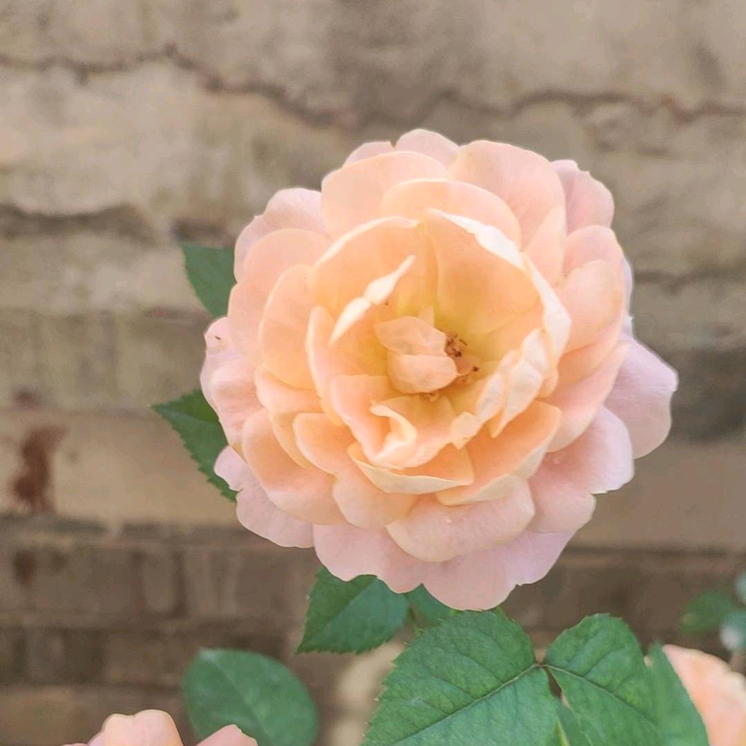 就是那么的