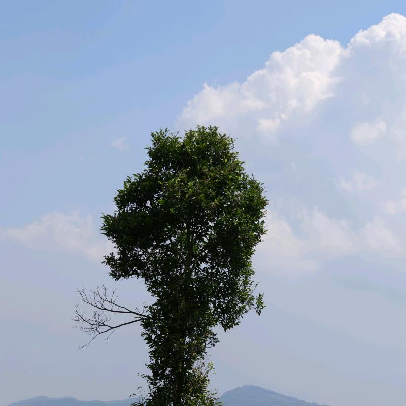 一颗在思考的小树📹