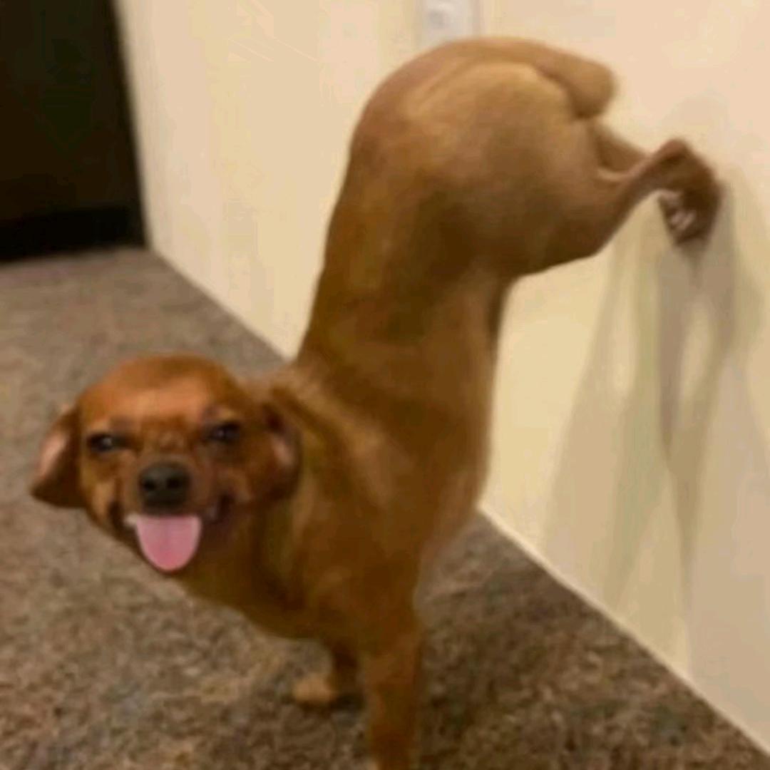 慧慧控