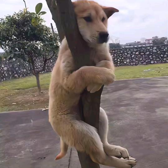 阿狗的小狗🐶🐶🐶