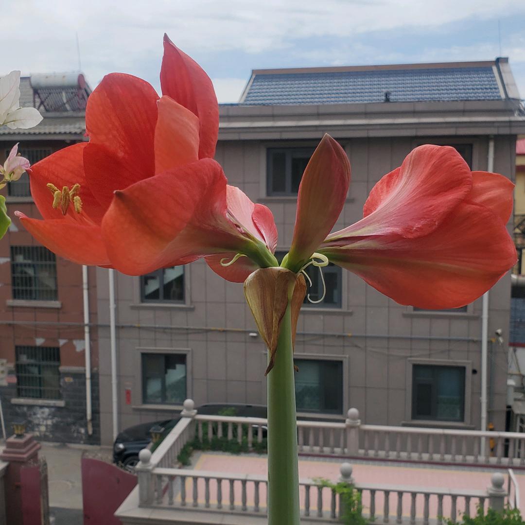 🌸🌸