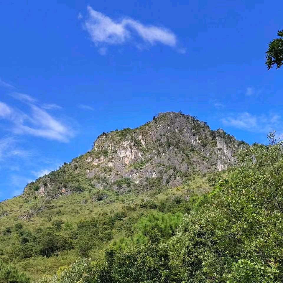南派盆景志勇