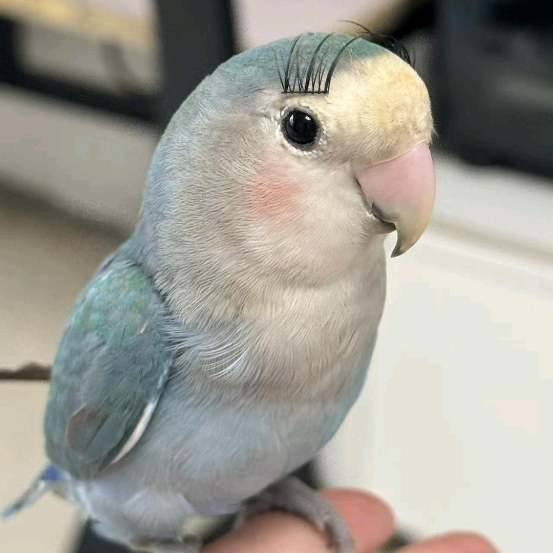 开开心心，不动脑筋