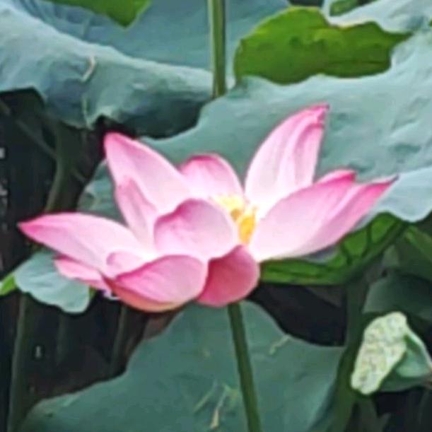 缘来有你