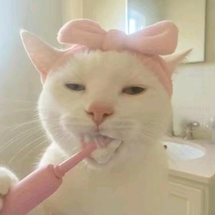 東京ギターの猫