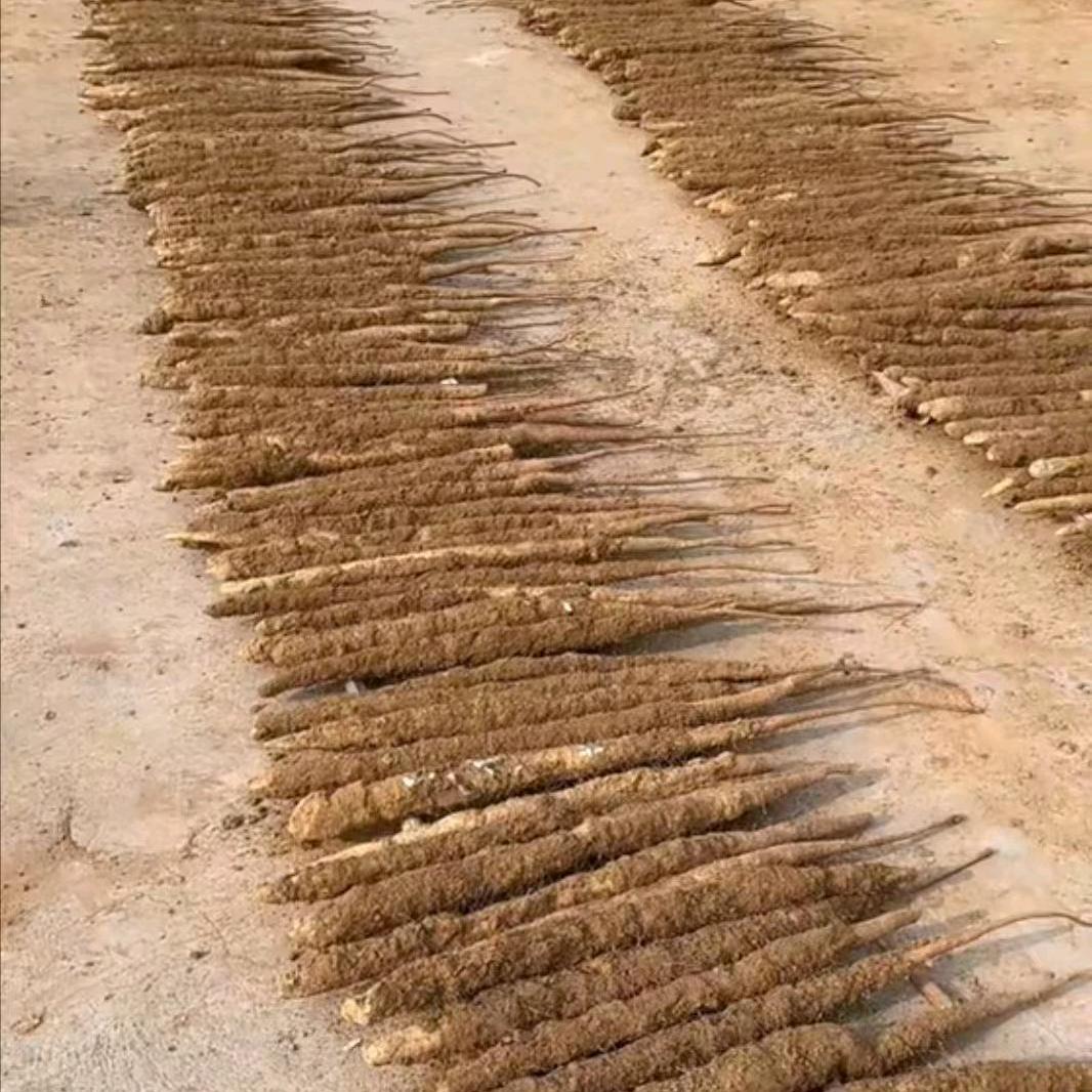 新城细毛山药销售