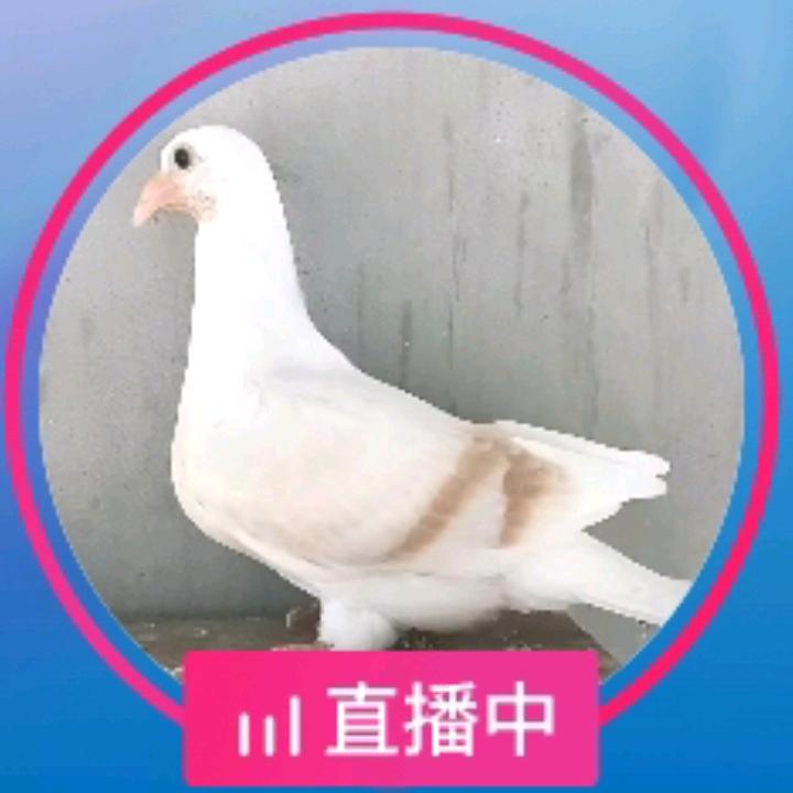信鸽,观赏鸽