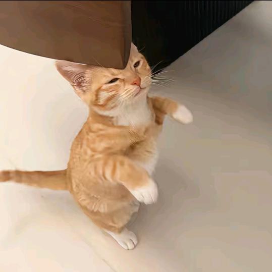 哦哦6