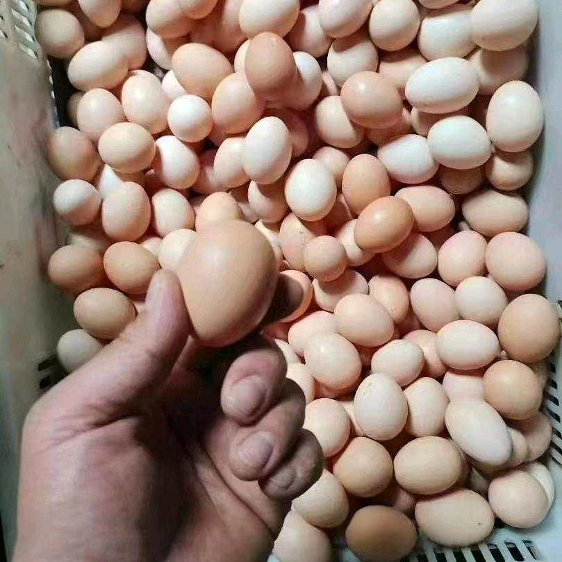 不正经的土鸡蛋