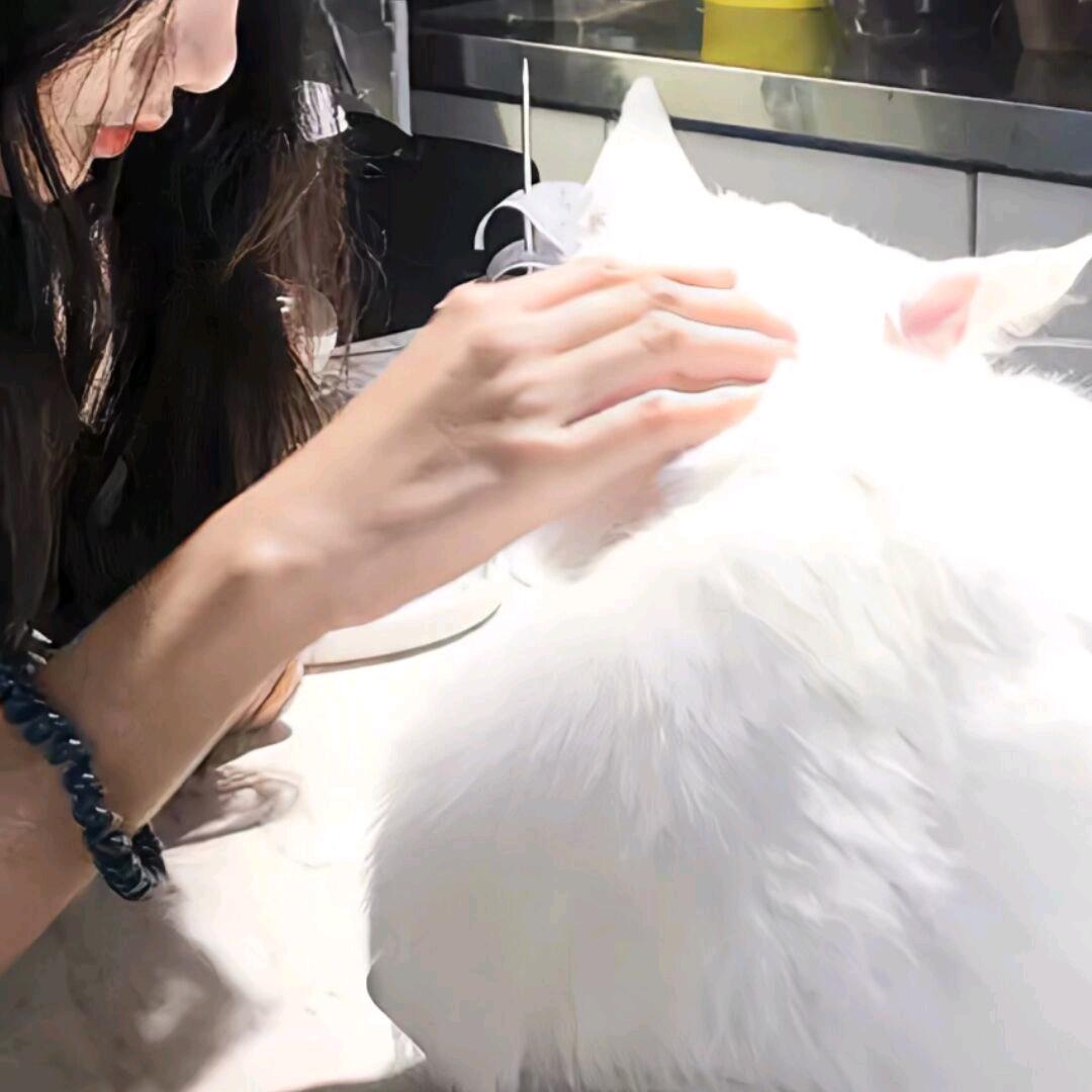 糕冷小美