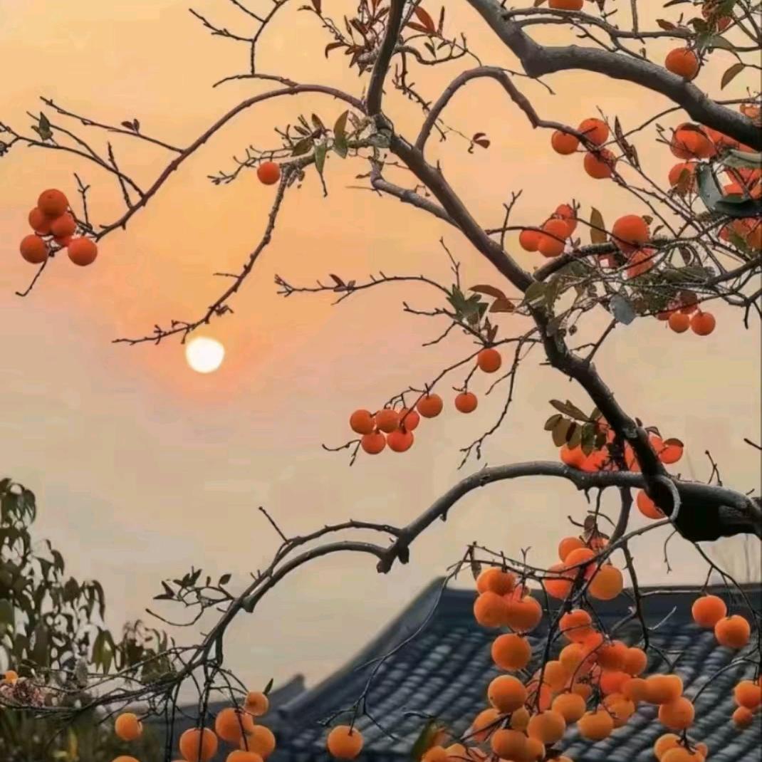 老高