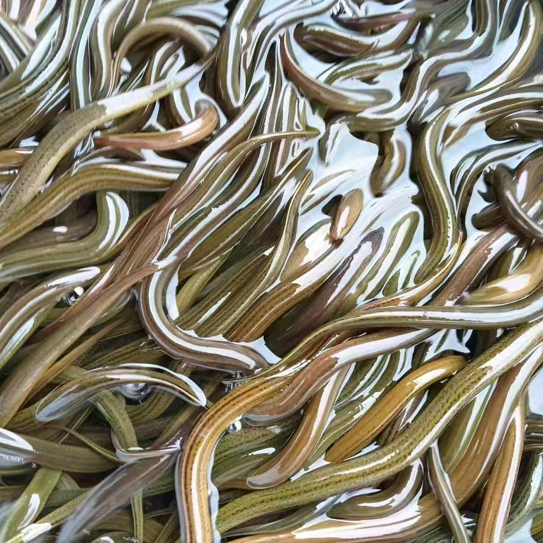 黄鳝养殖交流～小张