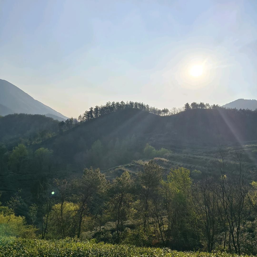农家大别山茶秀馨香