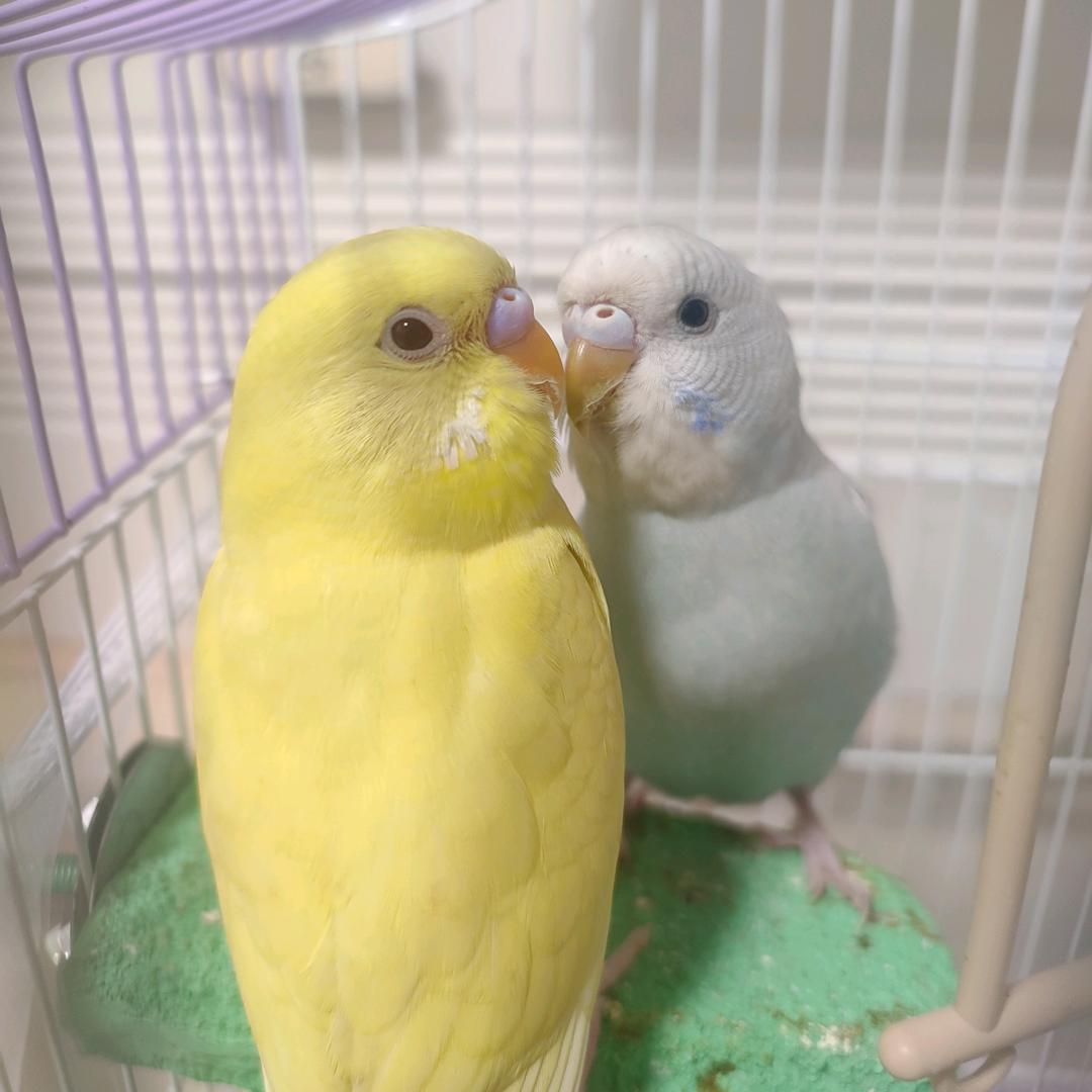 安静的飘落