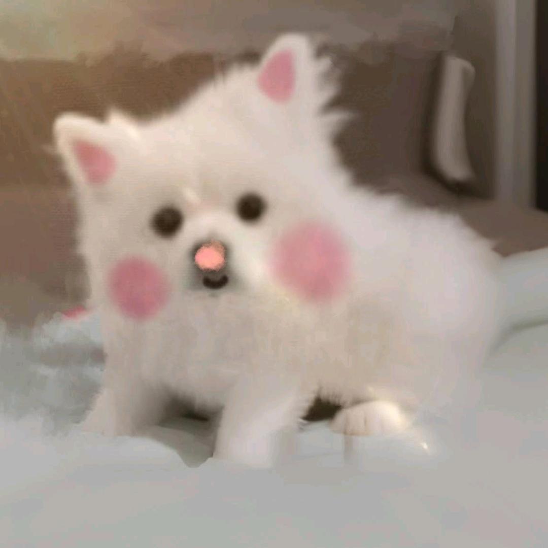 白粥咩