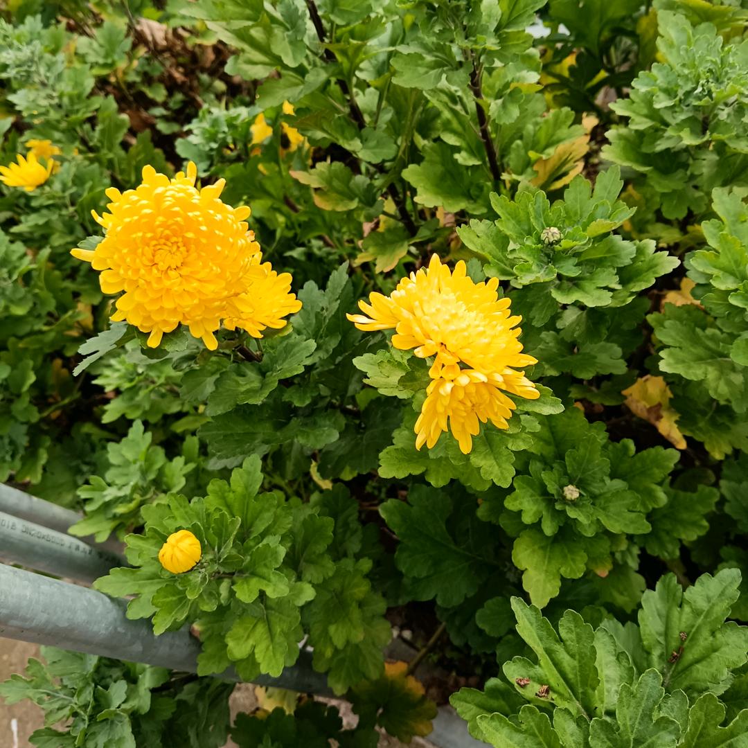 ᭄ོ自渡ོ自渝ꦿ້໌ᮨ࿐