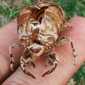 卖女孩的小核弹