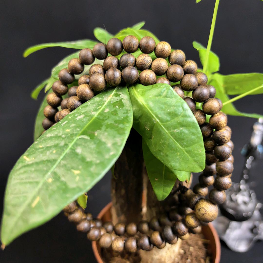 粤天香沉香思思