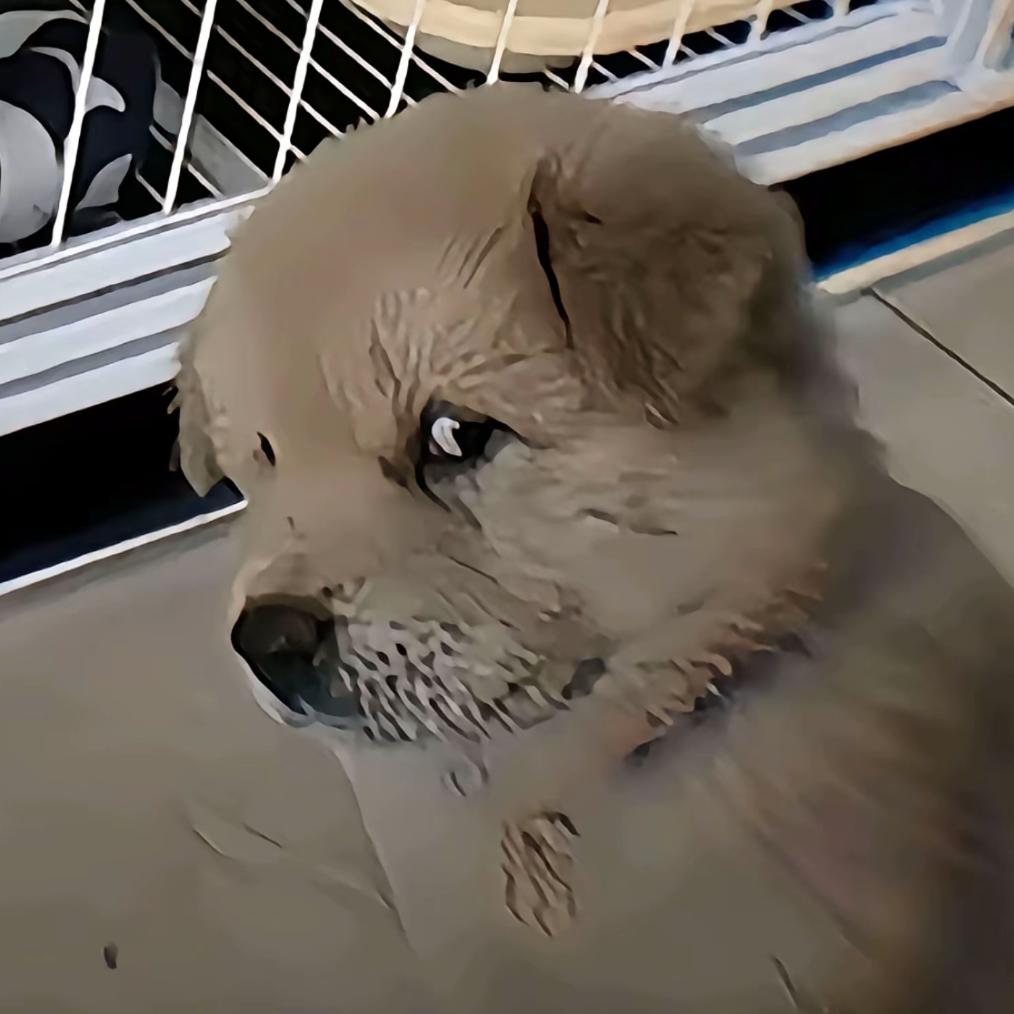 上古灵珠