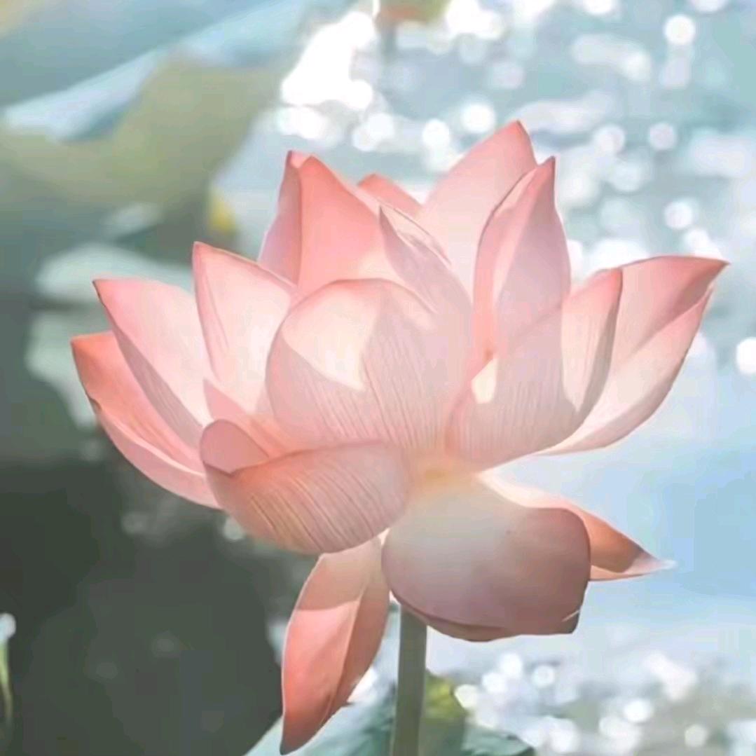 ruirui(静待花开版)