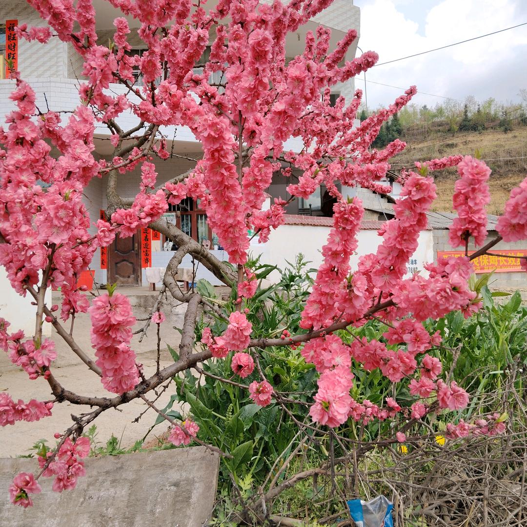 笑作退场《心已死》