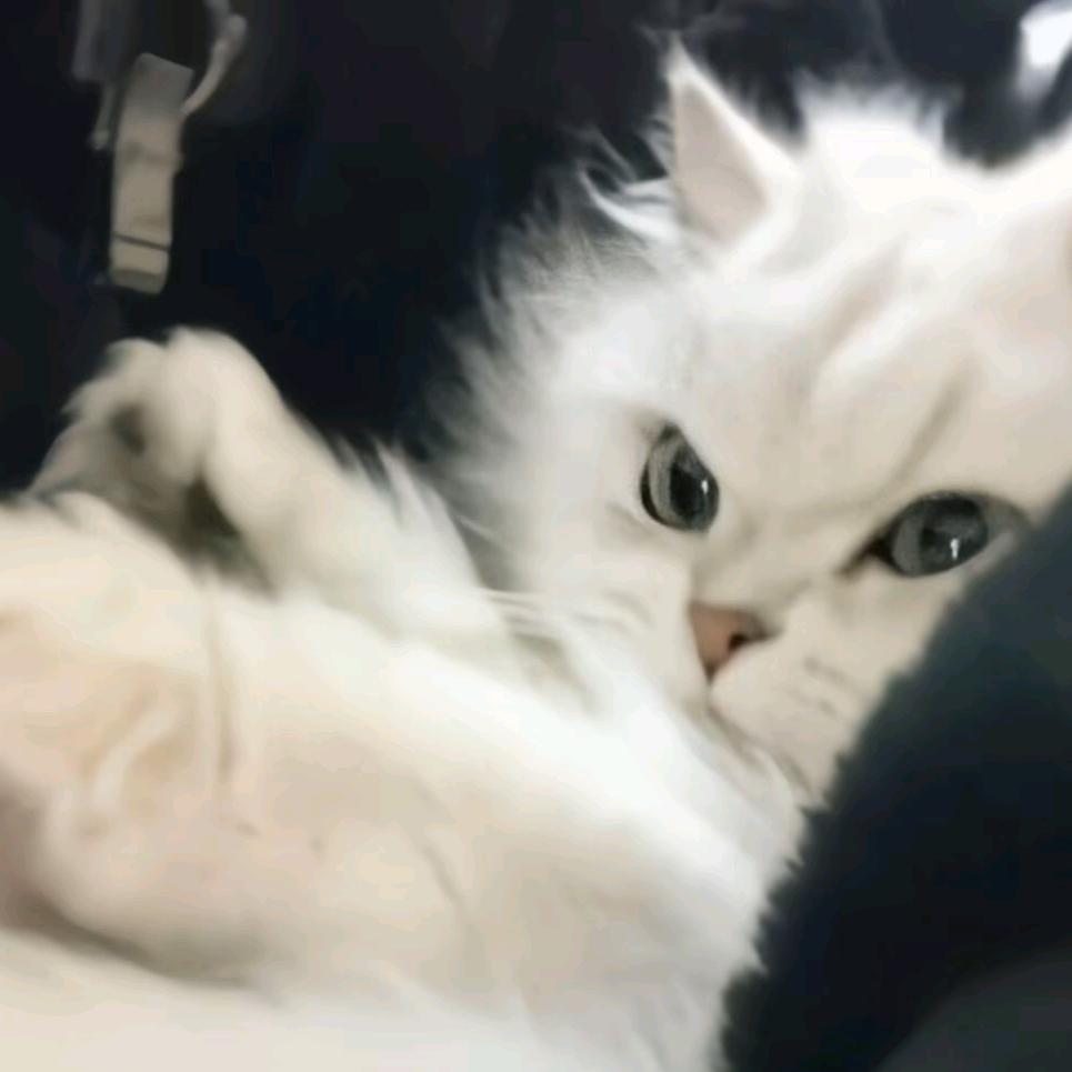 伊笑便相许