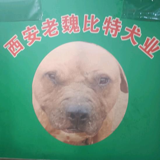 西安老魏犬业
