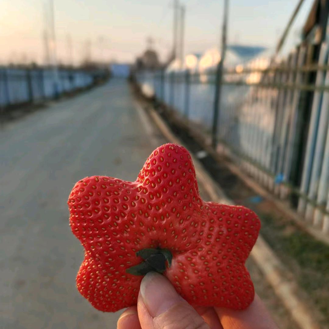 洪山嘴哈尼妹草莓采摘园