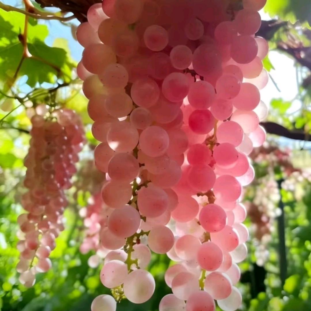 玉儿🌸