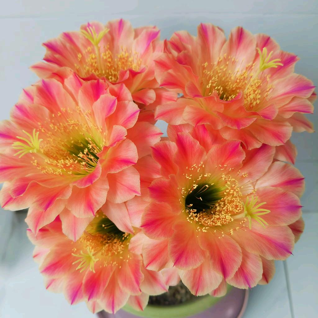 🌹🌻六月飘雪🌹请不要连赞