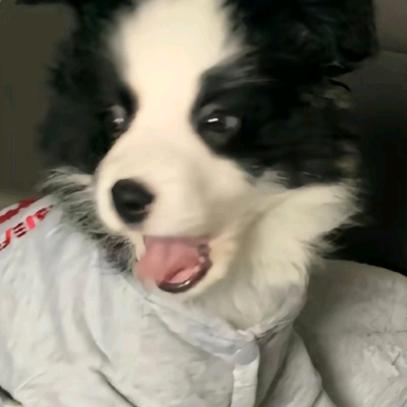 c小陳