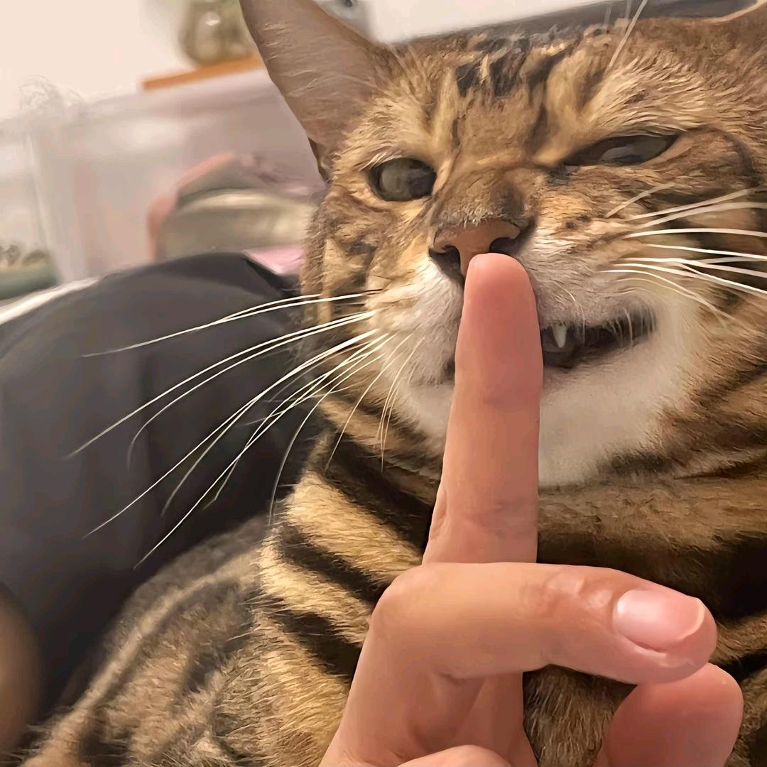 猫猫哥