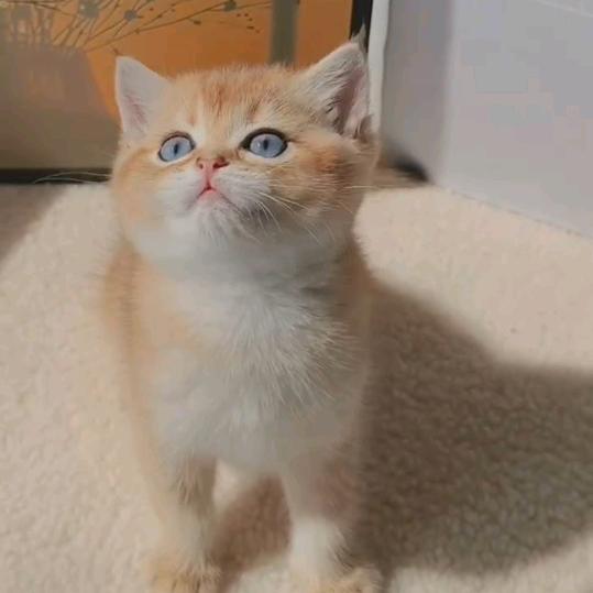 是豆豆呀！