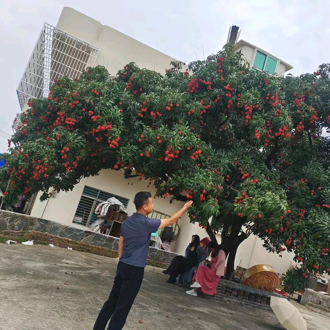 广东阿果